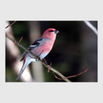 Необыкновенные птицы