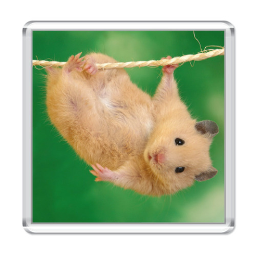 Магнит с принтом Хомяк