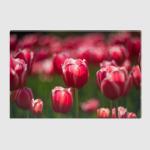 Тюльпаны в солнечный день