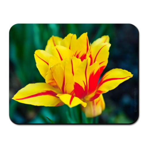 Коврик для мыши Тюльпан