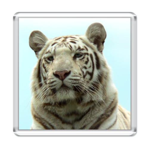 Магнит с принтом «Tigris»