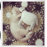 Котенок с овечкой