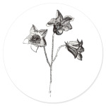 Колокольчик