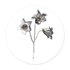 Колокольчик