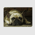 Французский бульдог