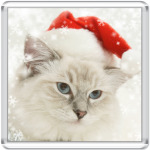 Кот в шапке