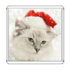 Кот в шапке