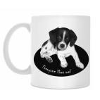 Милый пёсик. Everyone likes me.