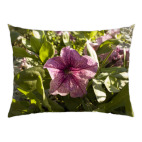 Меланжевая петунья