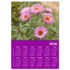 Маргаритки