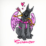 Шнауцер Купидон