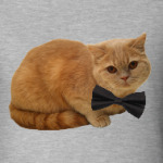 Cat with bow tie / кот с бабочкой