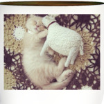 Котенок с овечкой