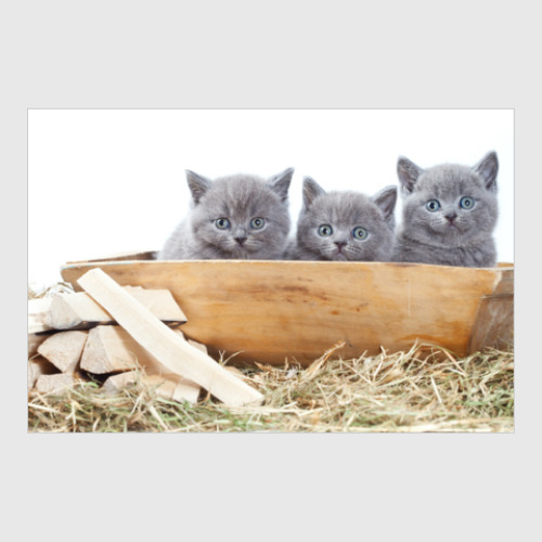 Постер Милые котики, коты и котята