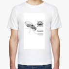  'Дрозофила'