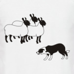 бордер колли