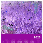 acid nature. Стрекозы