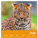 Взгляд большой кошки