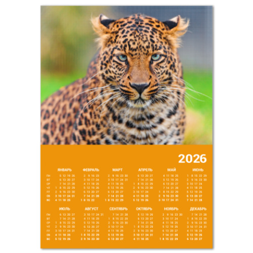 Календарь Взгляд большой кошки
