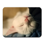 Котенок