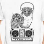 Совы. Совушки. Owl. Owls.