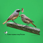 Обыкновенные горихвостки