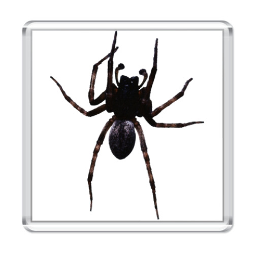 Магнит Паук