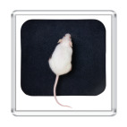 Магнит 6.5 x 6.5 см мышь