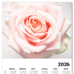 Нежная роза