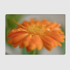 Капельки на цветке