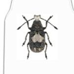 Жук ложнослоник