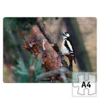 Большой пестрый дятел