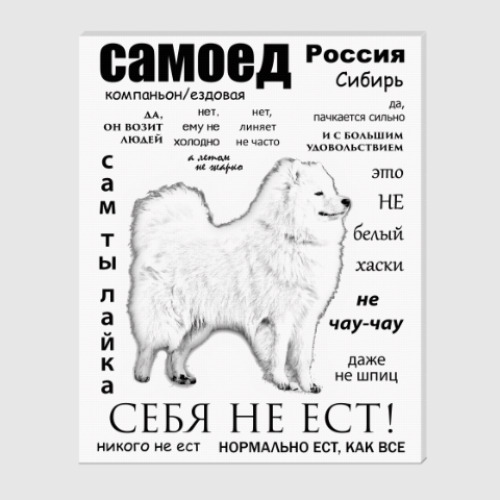 Холст ЧАВО. Взрослый Самоед