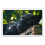 Пантера на дереве