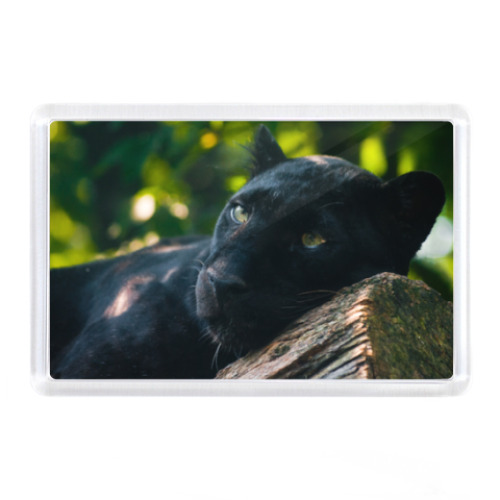 Магнит с принтом Пантера на дереве