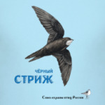 Чёрный стриж