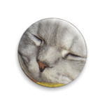 Кот Пафнутий