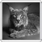 Серия Красивые Животные