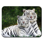 белые тигры