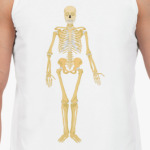 Human skeleton