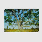 Руки эвкалипта