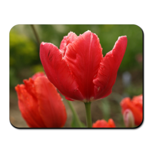 Коврик для мыши с принтом Тюльпан
