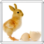 Курица-кролик