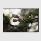 Холст 80 х 120 см 10-12-101-1004