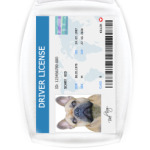 Собачьи права