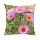 Маргаритки