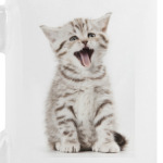 Кошки и котята