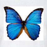 Лазурная бабочка
