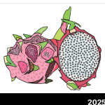 SUMMER FRUIT  Dragon Fruit