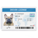 Собачьи права